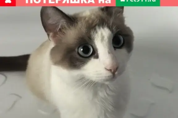 Кошки потеряшки, Ижевск, фото: Потеряшка кошка 