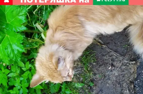 Найден кот (кошка) в лесу около школы в Пушкинском районе МО