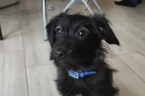 Собаки потеряшки, Видное, фото: Потеряшка собака Дуся в Видном