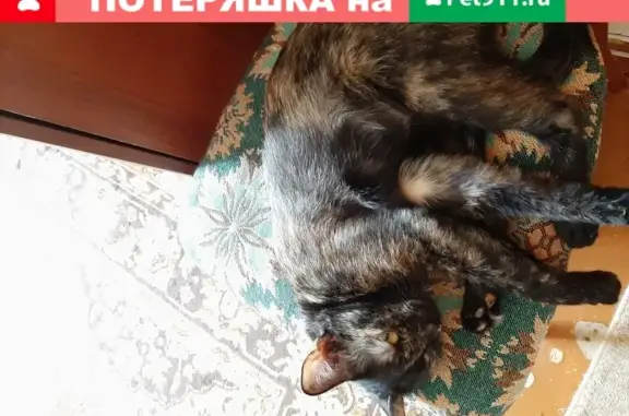 Пропала кошка Лила в Волжском