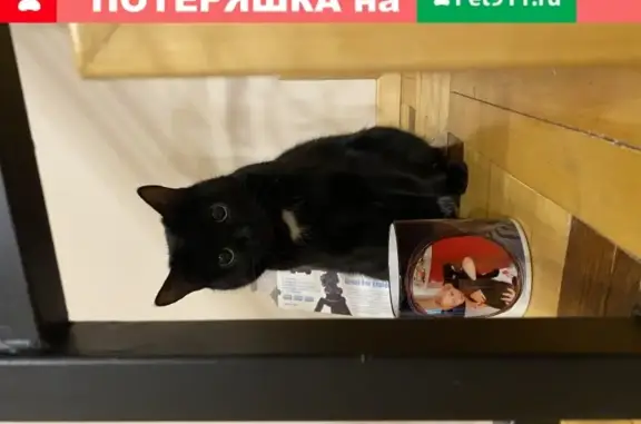 Кошки потеряшки, Ижевск, фото: Потеряшка кошка Буся в Ижевске, район КУЛЬТБАЗЫ и Софьи Ковалевской.