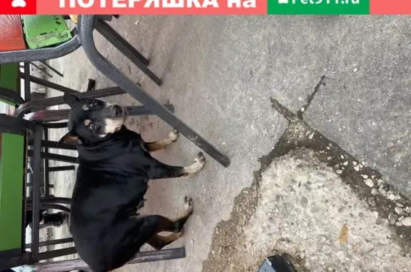 Собака Пинчер найдена в Москве