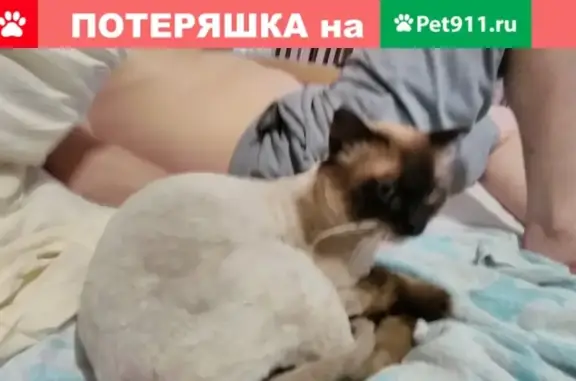 Пропала кошка на улице Телефонной, Барнаул