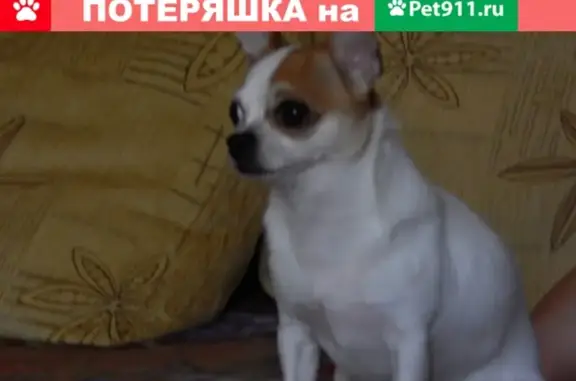 Пропал пес чихуахуа в Малаховке, Люберецкий район, Московская обл.