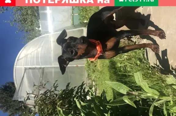 Пропала собака в Санкт-Петербурге: Чёрный цверг пинчер с оранжевым ошейником
