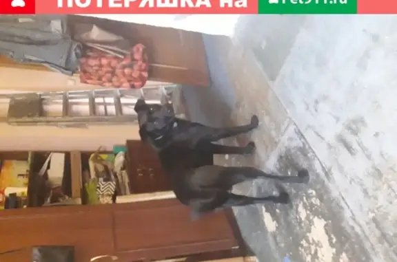 Найдена собака в Иваново: черный, контактный, знает команды.