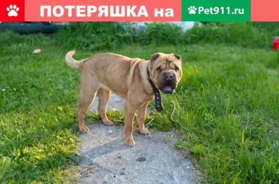 Найдена собака Шарпей в Екатеринбурге
