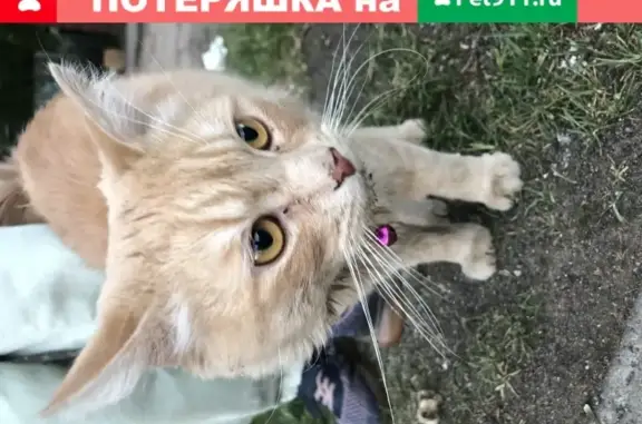 Рыжий котик в ошейнике найден в Костроме