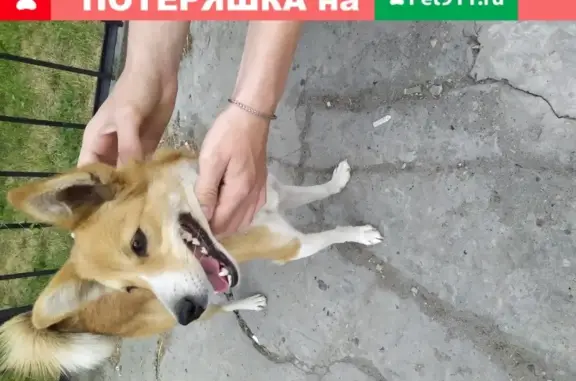Найдена собака на ул. Парашютная, Барнаул