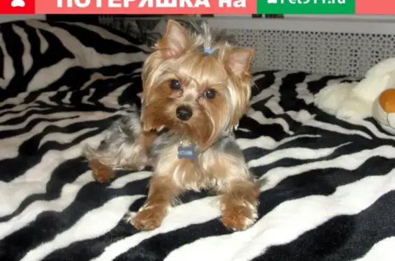 Собаки потеряшки, Волгоград, фото: Потеряшка собака на ул. Перова, Волгоград