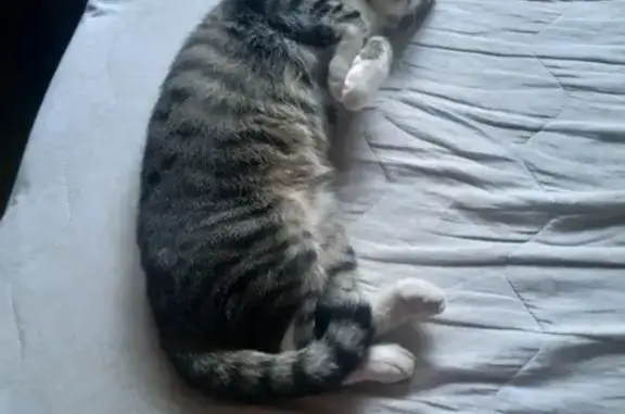 Кошки потеряшки, Санкт-Петербург, фото: Потеряшка кошка Гоша на Мечникова 5к2