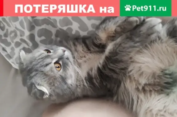 Пропала кошка Феликс в Оренбурге