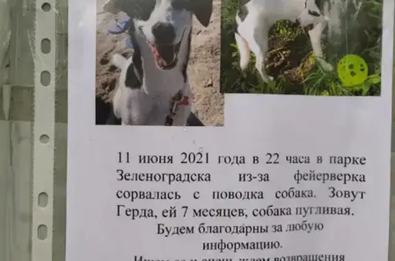Пропала собака в Зеленоградске