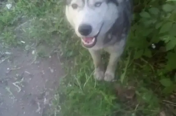 Найдена собака Хаски в Отрожке, Воронеж