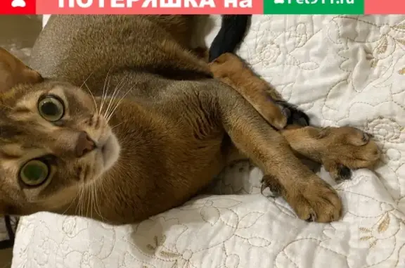 Пропала рыжая кошка в Батайске