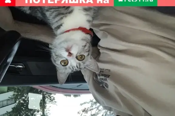 Найдена кошка с ошейником на 1-й Хуторской улице, Москва