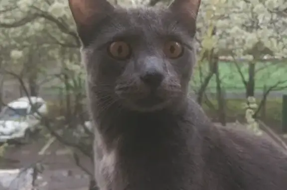 Кошки потеряшки, Москва, фото: Потеряшка серая русская кошка на ул. Гарибальди, Москва