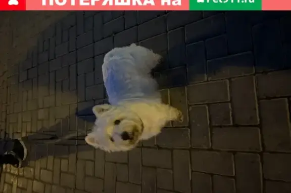 Найденные животные Москва, фото: Собака Вестхайленд найдена на ул. Арцимовича, 11 (Москва)