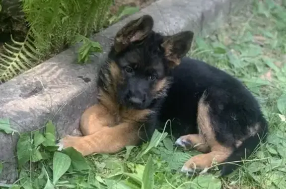 Пропала собака в Болдинцево, щенок немецкой овчарки, Курган