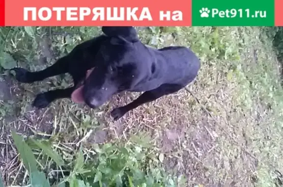 Найден черный пес в Бронницах