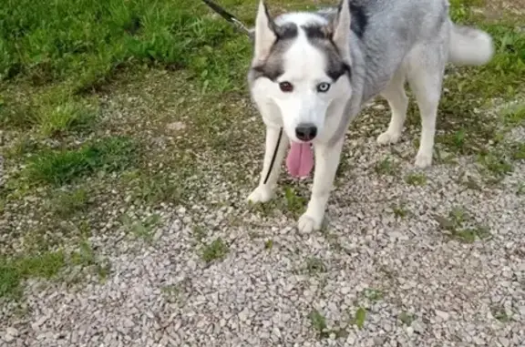 Найдена собака Хаски в Тульской области