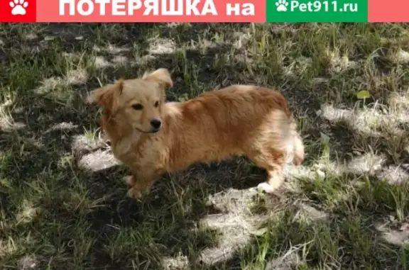Найдена собака в Ессентуках, район Автовокзала