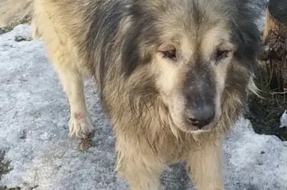 Собаки потеряшки, Томск, фото: Потеряшка Кавказец Роберт на ул. Свердлова, Томск