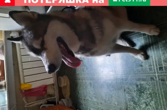 Хаки - найденная молодая собака в Санкт-Петербурге