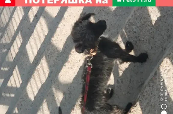 Собака с красным поводком в Усолье-Сибирском
