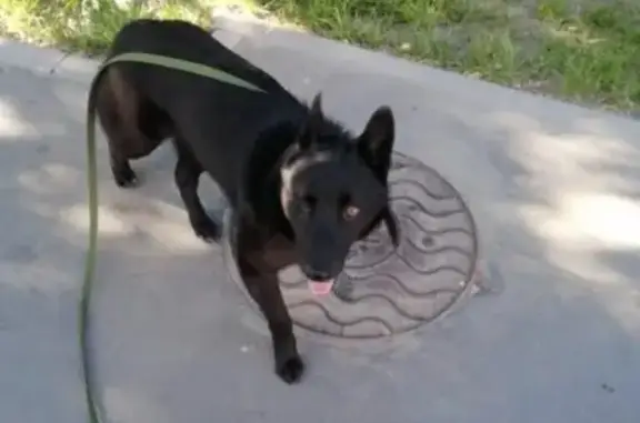 Пропала собака Чара в Москве