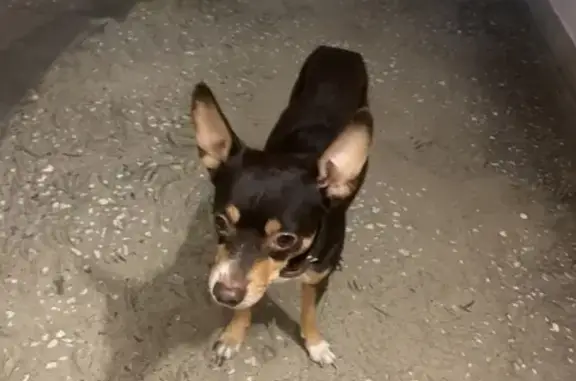 Собака Тойтерьер найдена возле Воронова 12а в Красноярске.