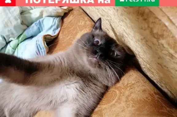 Пропал кот Букля, Ленина 47А, Барнаул