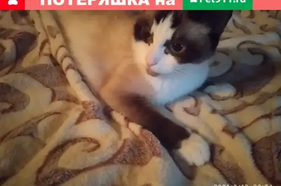 Пропала домашняя кошка на шлейке в Петрозаводске