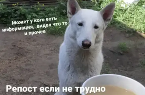 Собаки потеряшки, Орёл, фото: Потеряшка лайка Гэри, Орёл. Помогите найти!