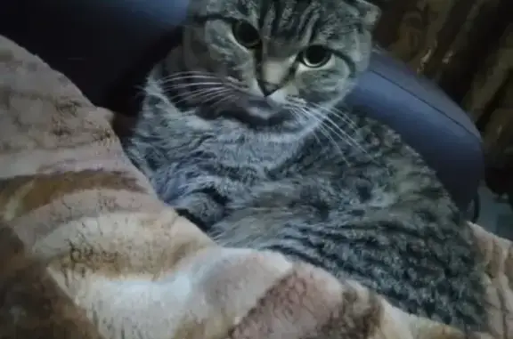 Пропала кошка в Осинниках: британец, вислоухий, 2 года.