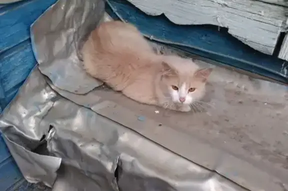Боязливый домашний кот найден в Самаре