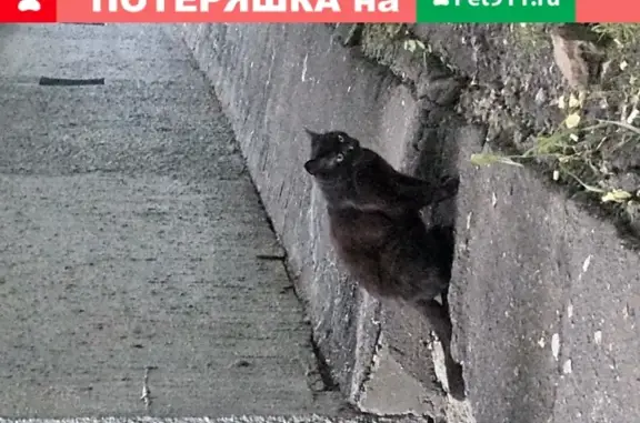 Найдена кошка в антиблошином ошейнике в Москве