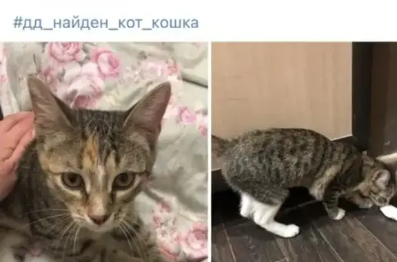 Найдена кошка в Автозаводском районе Н.Новгорода