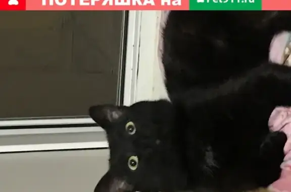 Пропала кошка Лютик в Новоберёзовском районе