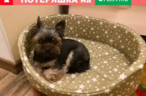 Пропала собака Йорк в Московском районе