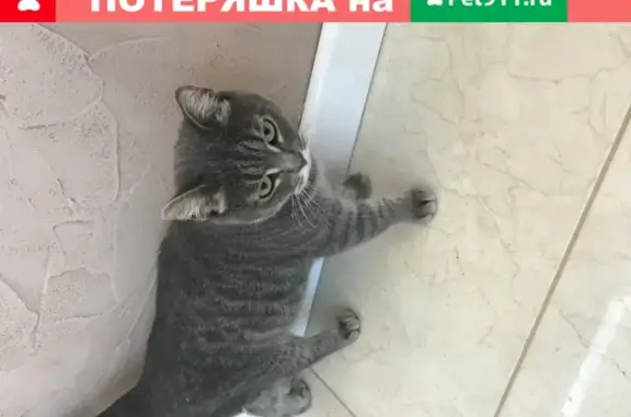 Найдена кошка в районе ТЦ Талисман, Ижевск
