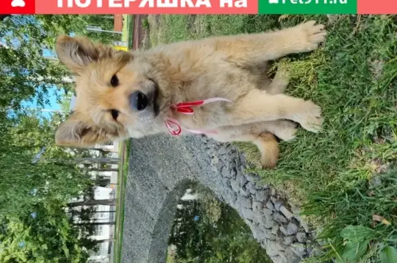 Найдена собака в Казани, ул. Академика Королёва, 3 мес.