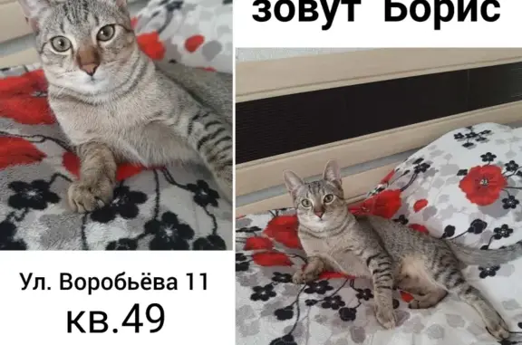 Пропала кошка на ул. Н. Воробьёва, 11, Краснодар.