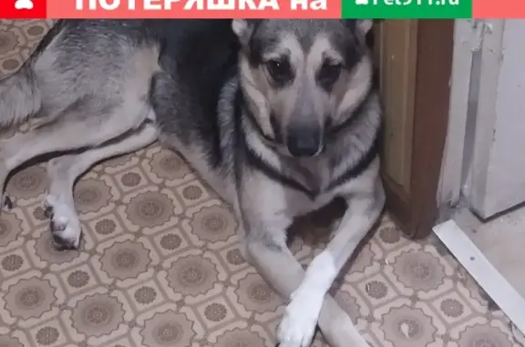 Пропала собака и кошка в Плавске, Тульская область