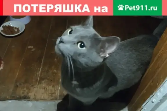 Найдена кошка в южном Бутово, район Кадырова 21.