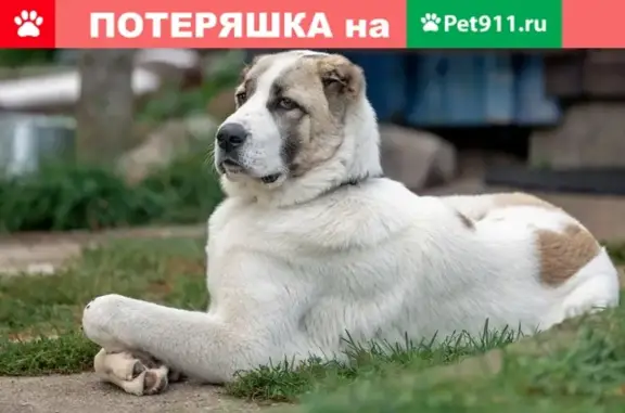Найден пёс похожий на алабая в Третьем интернационале, Москва