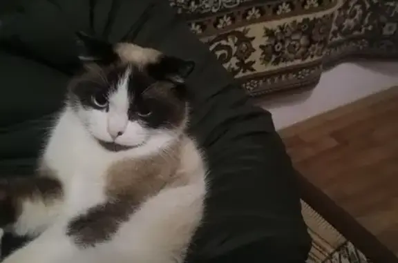 Пропала кошка в Пятигорске, вознаграждение!