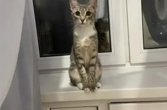 Пропала кошка Шанель в Новокузнецке