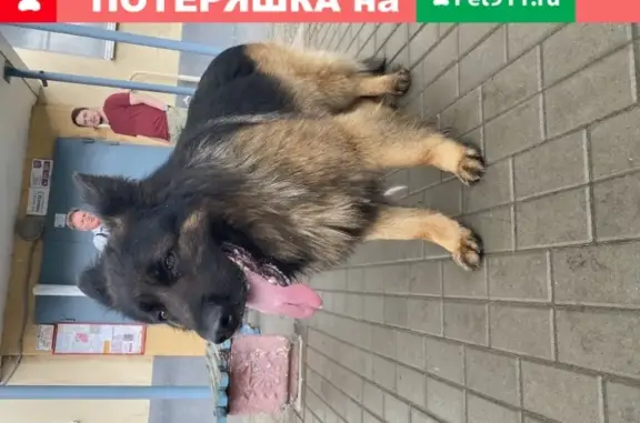 Найдена потерявшаяся собака в Старом Осколе, район Хмелёва д. 1