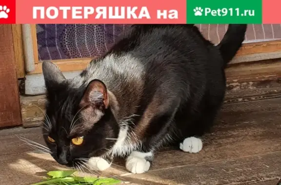Пропала кошка в д.п. Снегири (Мурка, черная с белой грудкой)